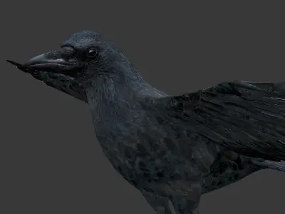 crow bird  Low-poly 3D model
