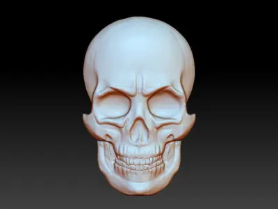The bas-relief of anatomically correct skulls 3D print model