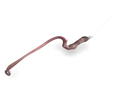 Hookworm 3D model