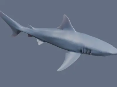 Blacktip Shark Figurine 3D print model