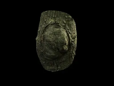 Anydrafts Koelreuteria paniculata Burl 23 Low-poly 3D model