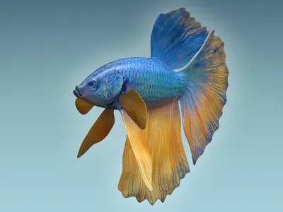 Betta Fish 10 3D model