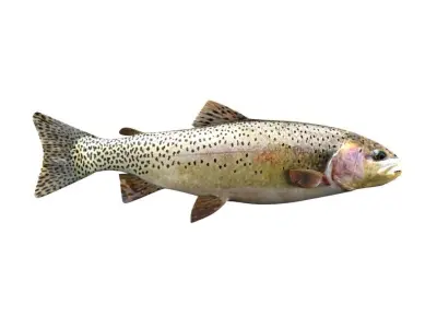 Brown Trout Fish Salmo Trutta 3D model