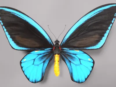 Butterfly Collection 3D model