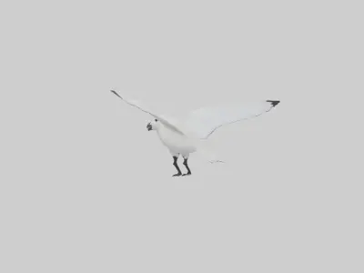 Ivory Gull flying model Low-poly 3D model