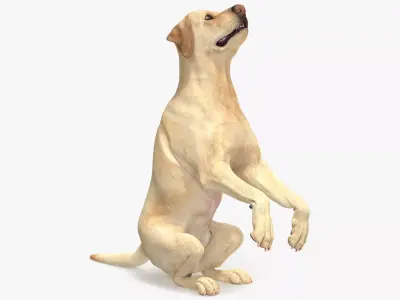 Begging White Labrador Dog Pose Animated Rigged for Cinema 4D 3D model purchase