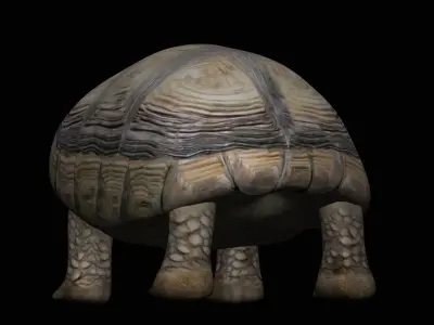 Tortoise Turtle Low-poly 3D model