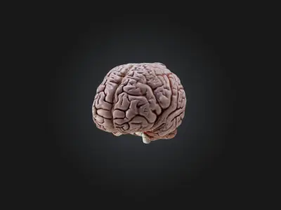 brain Low-poly 3D model