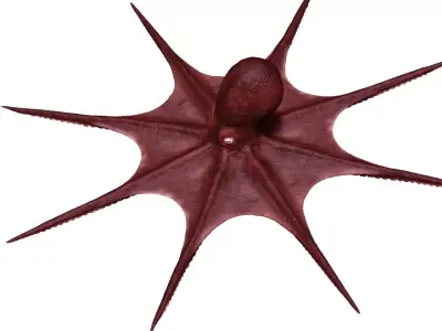 Octopus 3D model 3