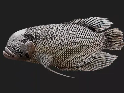 Greygiantgourami Low-poly 3D model