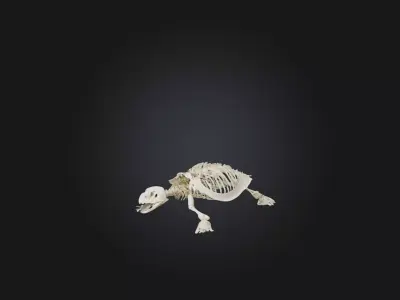 Realistic Turtle Skeleton Model Low-poly 3D model