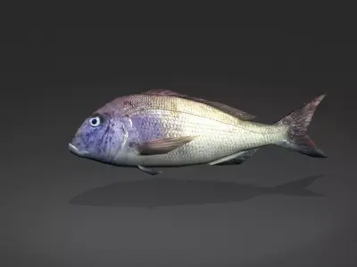 Steenbras fish Low-poly 3D model