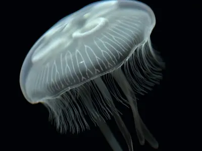 Jellyfish rigged and animated for Cinema 4d Low-poly 3D model
