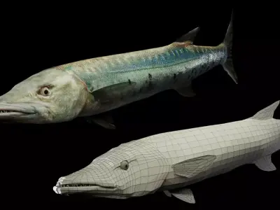 Barracuda Free 3D model purchase