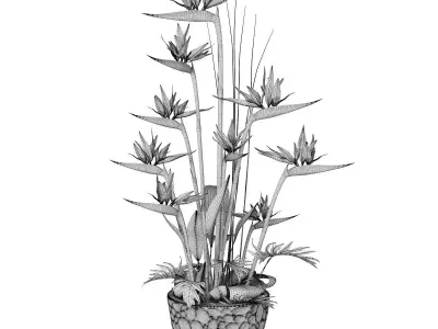 Strelitzia 3 bird of paradise plant in pot 3D model