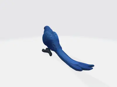 Macaw parrot 3d model Low-poly 3D model
