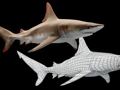 Oceanic Blacktip Shark Low-poly 3D model