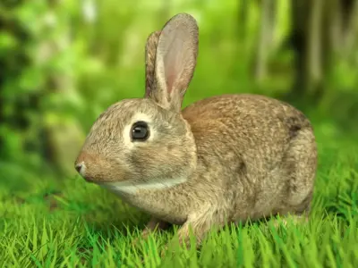 Rigged Rabbit Low-poly 3D model