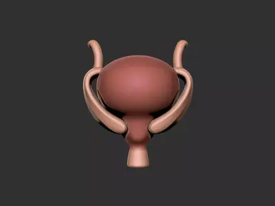 bladder human anatomy organ 3D print model