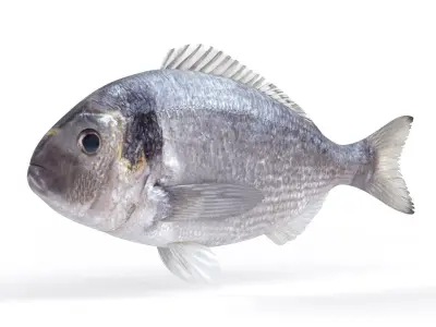 Dorado Fish 3D model purchase