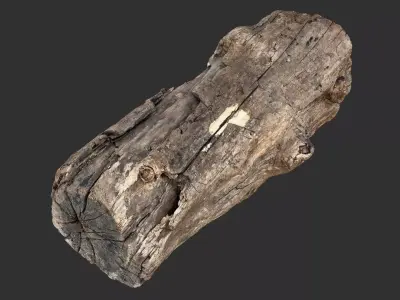 3d scan of Tree trunk 3D model