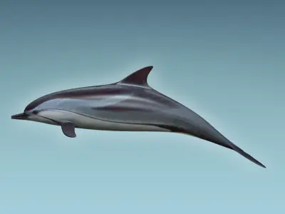 Dolphin 3D model 4