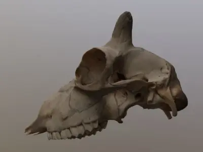 Young Sheep Skull 3D model