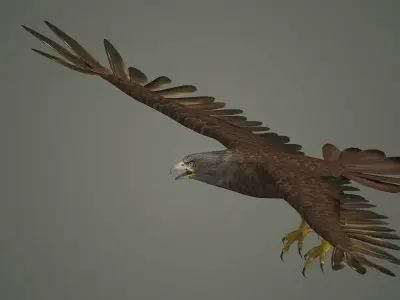 eagle bird animal  nature feather wing fly flying 3D model