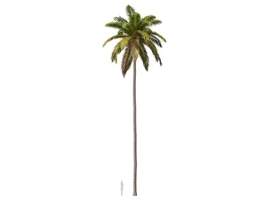 Palms 011-020 with LODs 3D model