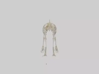 Deltadromeus Skeleton model Low-poly 3D model