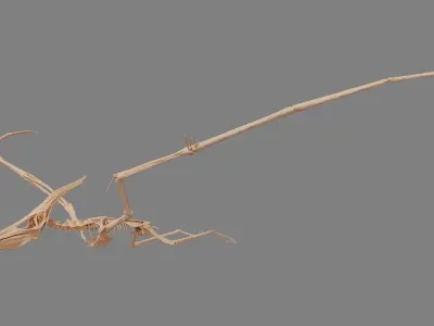 Pteranodon Skeleton 3D model Low-poly 3D model