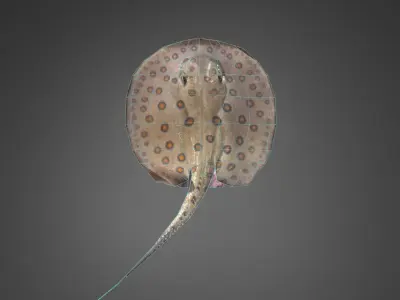 Stingray Low-poly 3D model purchase