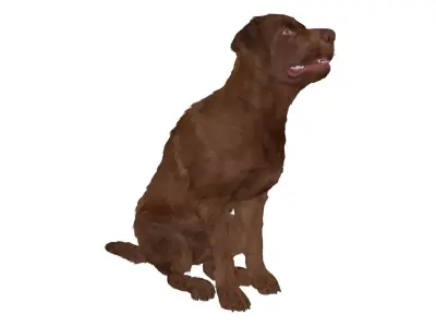 Brown Labrador Dog Begging Pose Fur Animated Rigged for Maya 3D model