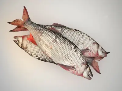 Raw fresh fish 3D model