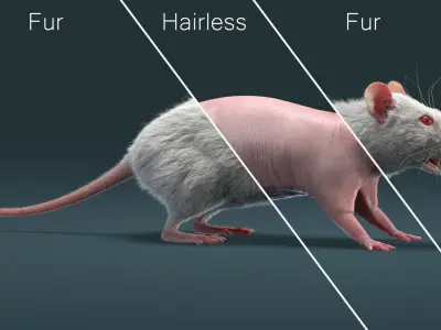 Rat Fur Animated 3D model