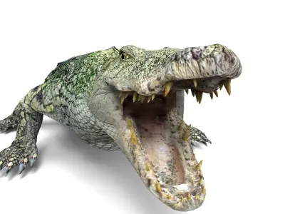 Rigged Crocodile 3d Model  Low-poly 3D model