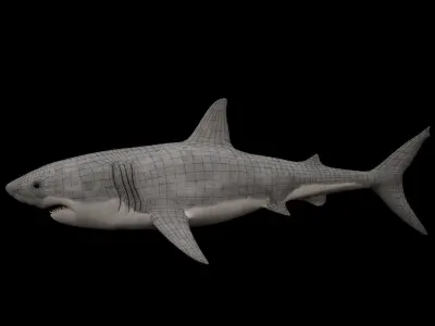 Great White Shark 3D model get