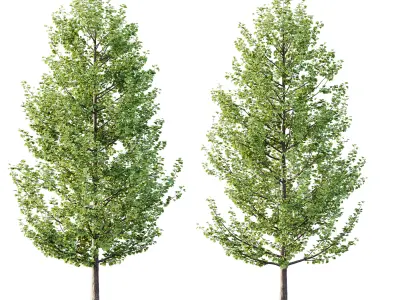 Maidenhair Ginkgo Biloba Tree 02 3D model