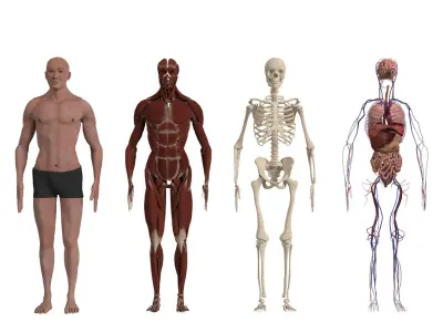 Complete Human Body Anatomy - Muscles Skeleton Internal Organs 3D model