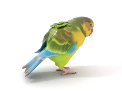 Colorful Parrot model pack Low-poly 3D model purchase