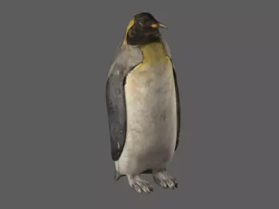 Penguin 3D model purchase