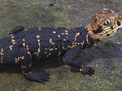 Black Caiman Baby Looks Up 3D model