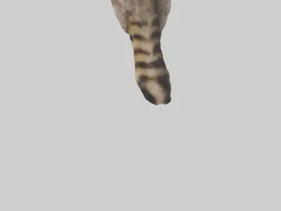 Raccoon climbing model Low-poly 3D model