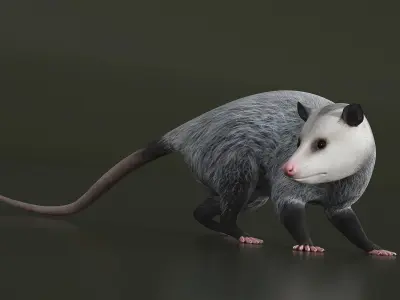  Opossum in Standing Pose 