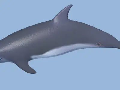 dolphin lowpoly 3D model