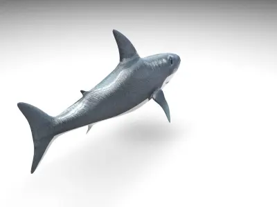 Animated and Rigged Swimming White Shark 3D model purchase