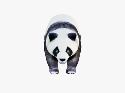 Panda Free 3D model buy