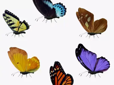 Butterfly Collection Pack 1-6 Low-poly 3D model