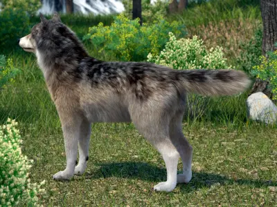 Grey Wolf Fur 3D model