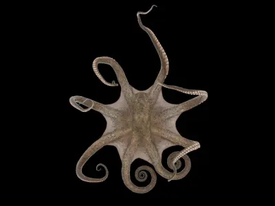 Octopus 3D model 8